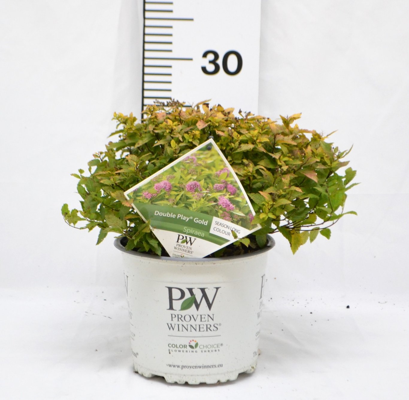 Spiraea japonica DOUBLE PLAY 'Gold'® - C3 20-40 CM